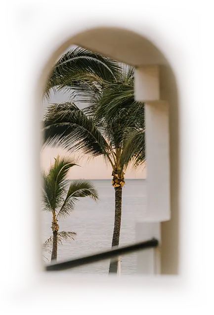 Palm trees seen through window